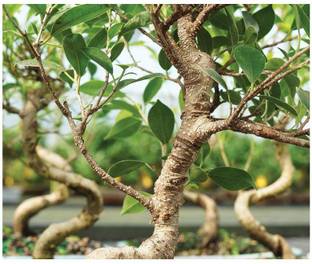 EVY Ficus Bonsai Plant
