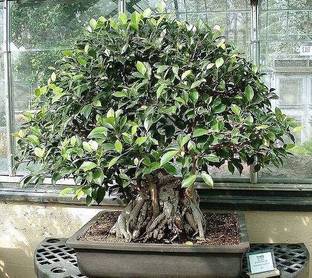 GRTFLIX Ficus Bonsai Plant