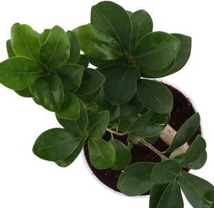 ORTERL Ficus Bonsai Plant