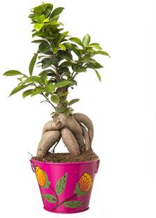 ORTERL Ficus Bonsai Plant