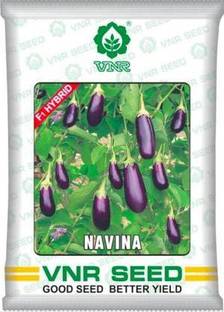 THAMMAR THAMMAR VNR Brinjal,NAVINA HYBRIDE VEGETABLE Seed (4000 SEEDS) Seed