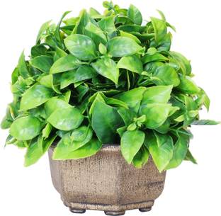 Dekorly Faux Plants For Indoor Outdoor Decor, Bedroom, Living Room, Home, Office, Decor Bonsai Wild Artificial Plant  with Pot