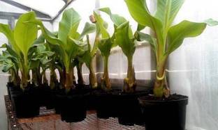 Sisa Banana Plant