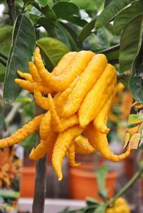 ROYAL NURSERY Lemon Plant