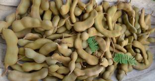 Angel Tamarind Plant