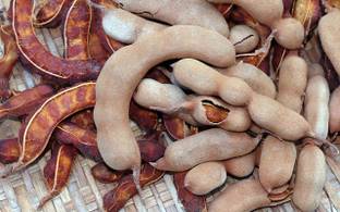 K.K.Enterprise Tamarind Plant
