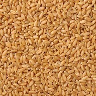 STOKIYA Wheat Seeds, DBW 303 F1 for Sowing, Farming & (KGehu Ka Seed (10KG Seed