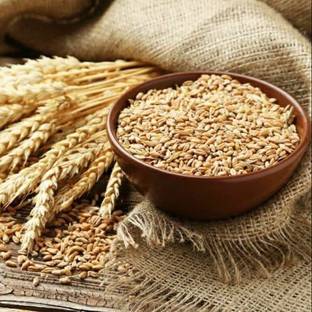 STOKIYA STOKIYA Wheat Seeds, DBW187Agriculture (Kheti ), Gehu Ka Bheej (20 KG ) Seed