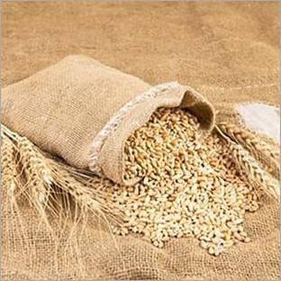 STOKIYA Wheat Seeds, DBW550, & Agriculture (Kheti ), Gehu Ka Bheej Seed (10KG Seed Seed