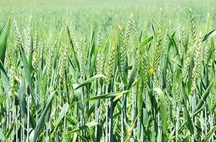 STOKIYA STOKIYA Wheat Seeds, DBW 3086 , & Agriculture (Kheti ), Gehu Ka Bheej (35 KG ) Seed