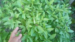 PB MANDRIA PLANT Tulsi Plant