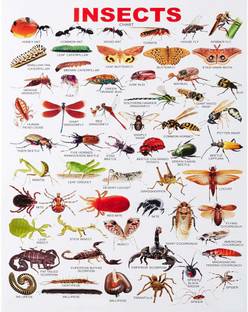 komstec 18 inch Insects Wall Sticker For Home Décor, Kids Room, Study Room 18x12 Inch Self Adhesive Sticker