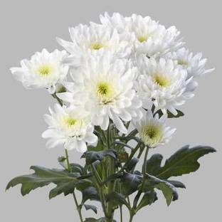 Ukanda Chrysanthemums/ Guldavari Plant