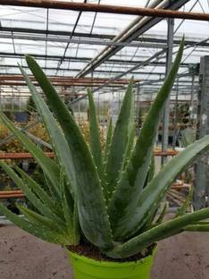 Cloud Farm Aloe Vera Plant