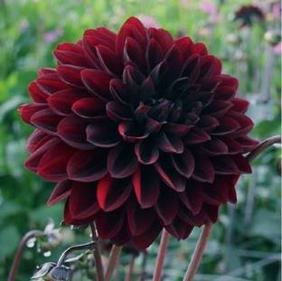natikrd Chrysanthemums/ Guldavari Plant