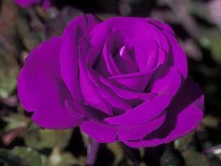 Cloud Farm Rose Plant