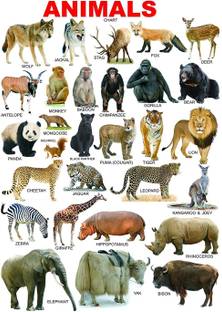 Ordershock 45.72 cm Animals Chart Name For Kids Room Self Adhesive Sticker