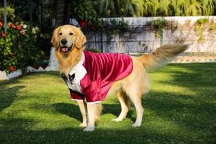 Barks & Wags Tuxedo for Dog, Cat