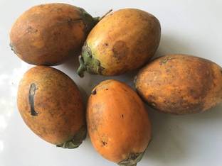 Angel Betel Nut/Supari Plant