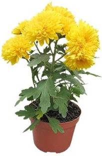 natikrd Chrysanthemums/ Guldavari Plant