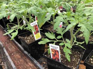 SSPLANTS Tomato plant seed Seed