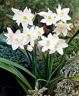 Audbhidhi Eucharis Lily Flower Bulbs for Home Gardening Live Plant pack of 1 bulbs Seed