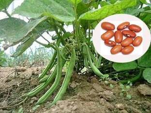 Siddhi Vinayak Gallery® Beans seeds 1 pack for your Home & kitchen garden Seed