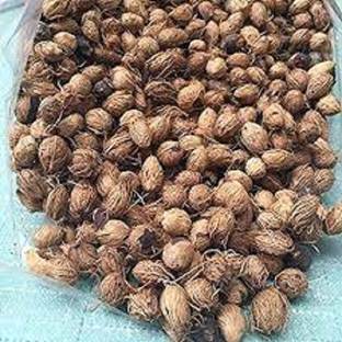 LYRS Imported Areca Palm Seed- 45 Seed