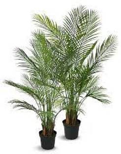 LYRS Natural Areca Butterfly Palm Seed For Gardening- 30 Seed