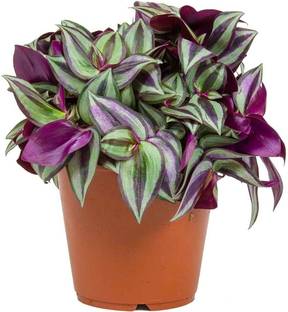 SAVE GREEN Wandering Jew Plant