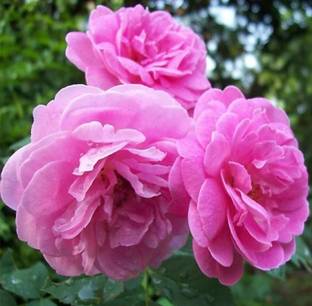 Gaach Rose Plant