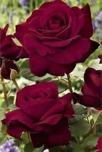 ROYAL NURSERY Rose Plant
