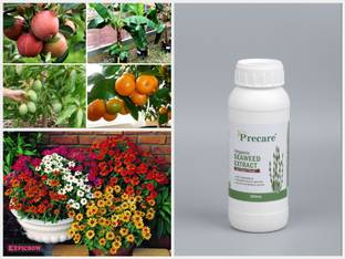 Precare ORGANIC SEAWEED EXTRACT SOIL SUPER FOOD 1000ML Fertilizer