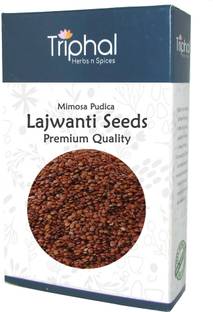 Triphal Lajwanti Seeds – Mimosa Pudica – Chui Mui Bij – Lajvanti Beej Seed