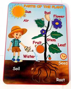 Fingo brain Wooden Knob Puzzle (Parts of The Plant) 6pcs