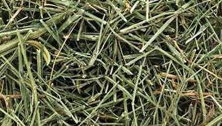 kotaliya dry Chirayata - Swertia chirata – Chiretta - Seed (150gm)