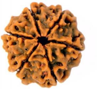 Vegga 6 mukhi rudraksha certified / 6 mukhi nepali rudraksha Wood