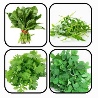 CYBEXIS SPINACH, ROCKET, CORIANDER & METHI Seed