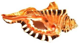 Utkarsh (11.5cm Conch) Lord Ganesha Shape Decorative Vamavarti Ganesh Shankh Sacred Shankh