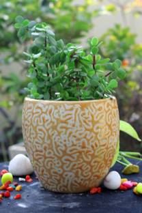 टोटोस मार्ट Ceramic Multi-Colour RD Kulhad Planter Plant Container प्लांट कंटेनर सेट