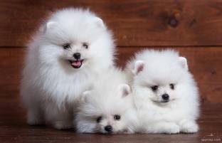 Pomeranian Puppies Matte Finish Poster Paper Print