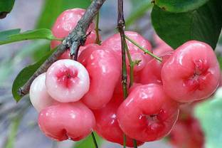 PlantQuipo Wax Apple Plant