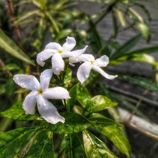 Platone Jasmine Plant
