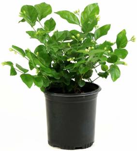 BHAJANLAL GREENERY Jasmine Plant