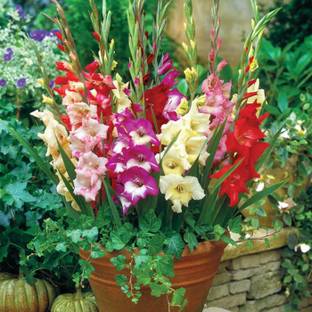 Oxygreenplant Mixed Gladiolus Flower Bulb Seed Seed