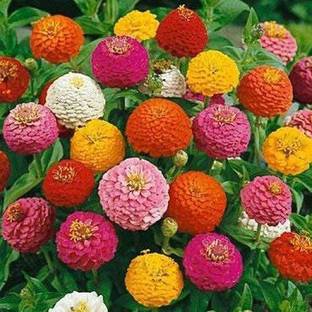 CYBEXIS GUA-32 - Zinnia Flower Mix Color - (30 Seeds) Seed