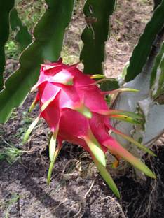 hasi plants Dragon Tree