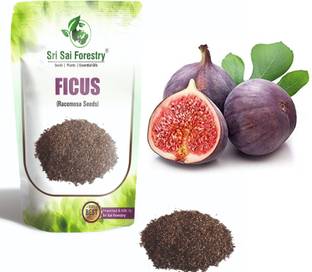 SRI SAI FORESTRY Gular Ficus Racemosa Cluster Fig Anjeer Fruit Tree Seed