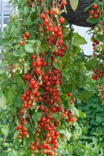 Paudha CHERRY TOMATO Seed