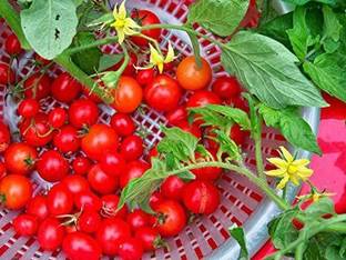 VibeX ® VMR-700 Seeds Of Everglades Tomato (Non-GMO) Seed
